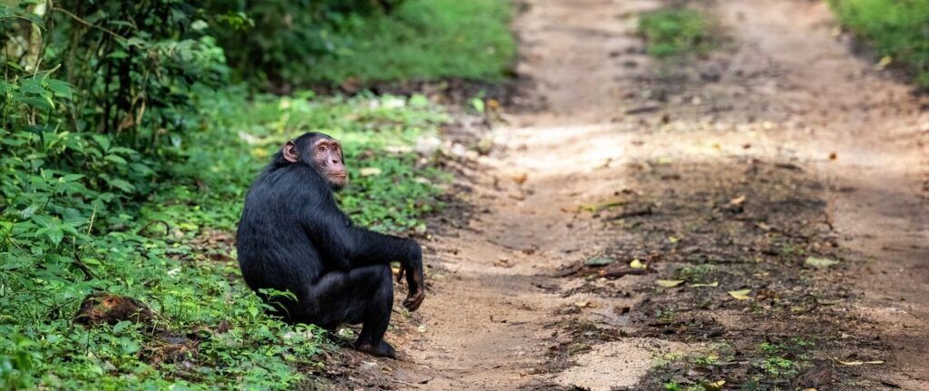 Chimpanzees Kibale Uganda