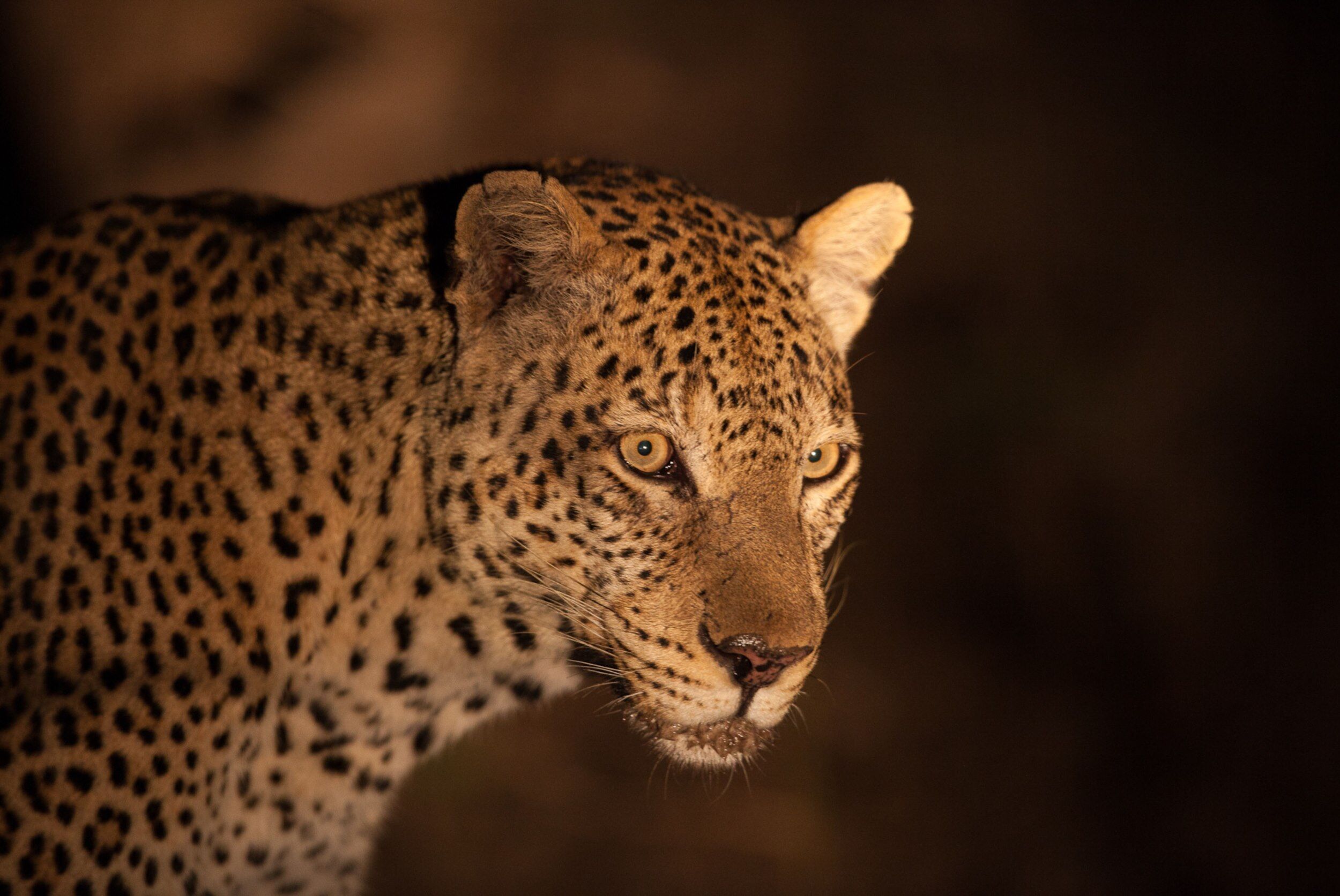 Nahaufnahme eines Leopards in der Nacht