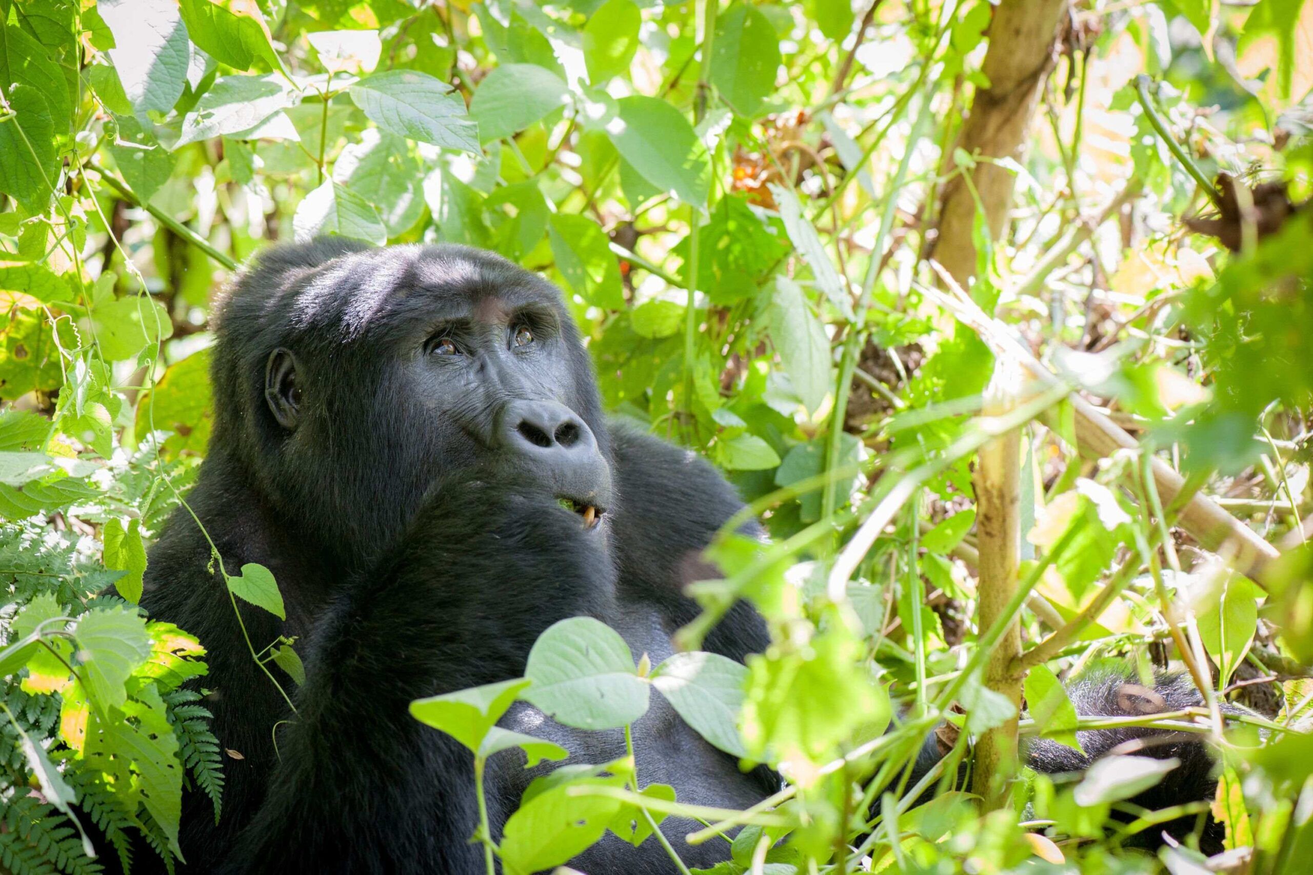 Berggorilla sitzt inmitten grüner Blätter und frisst im Bwindi Impenetrable Nationalpark