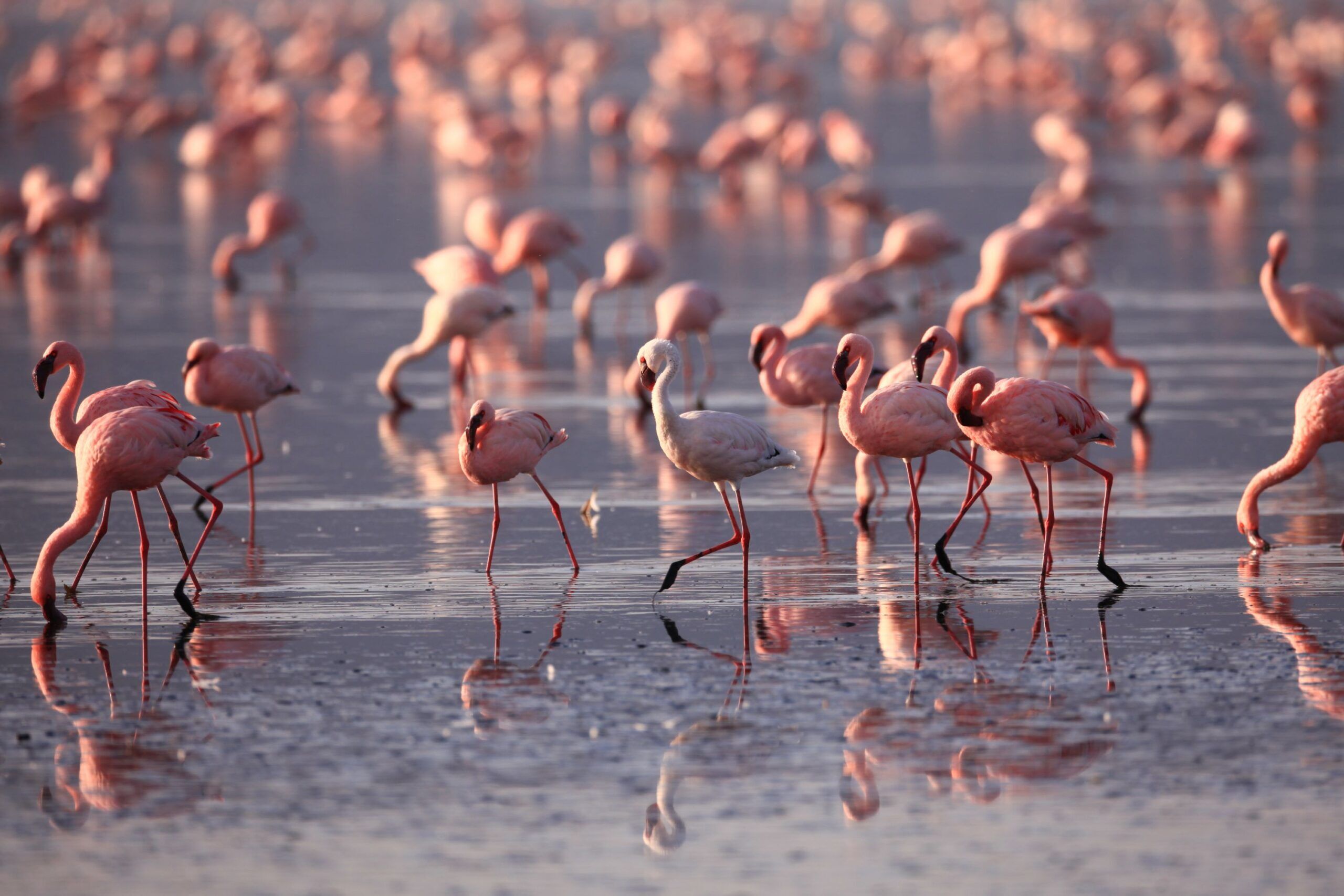 Unzählige Flamingos laufen durch seichtes Wasser