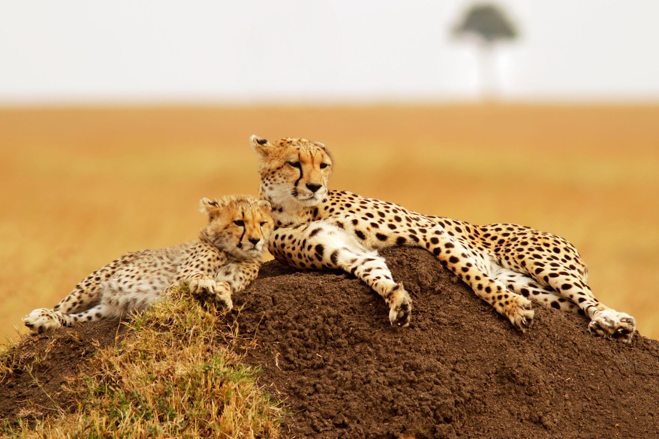 Gepardenmutter und Gepardenjunges liegen auf einem Erdhügel in der Savanne, Masai Mara