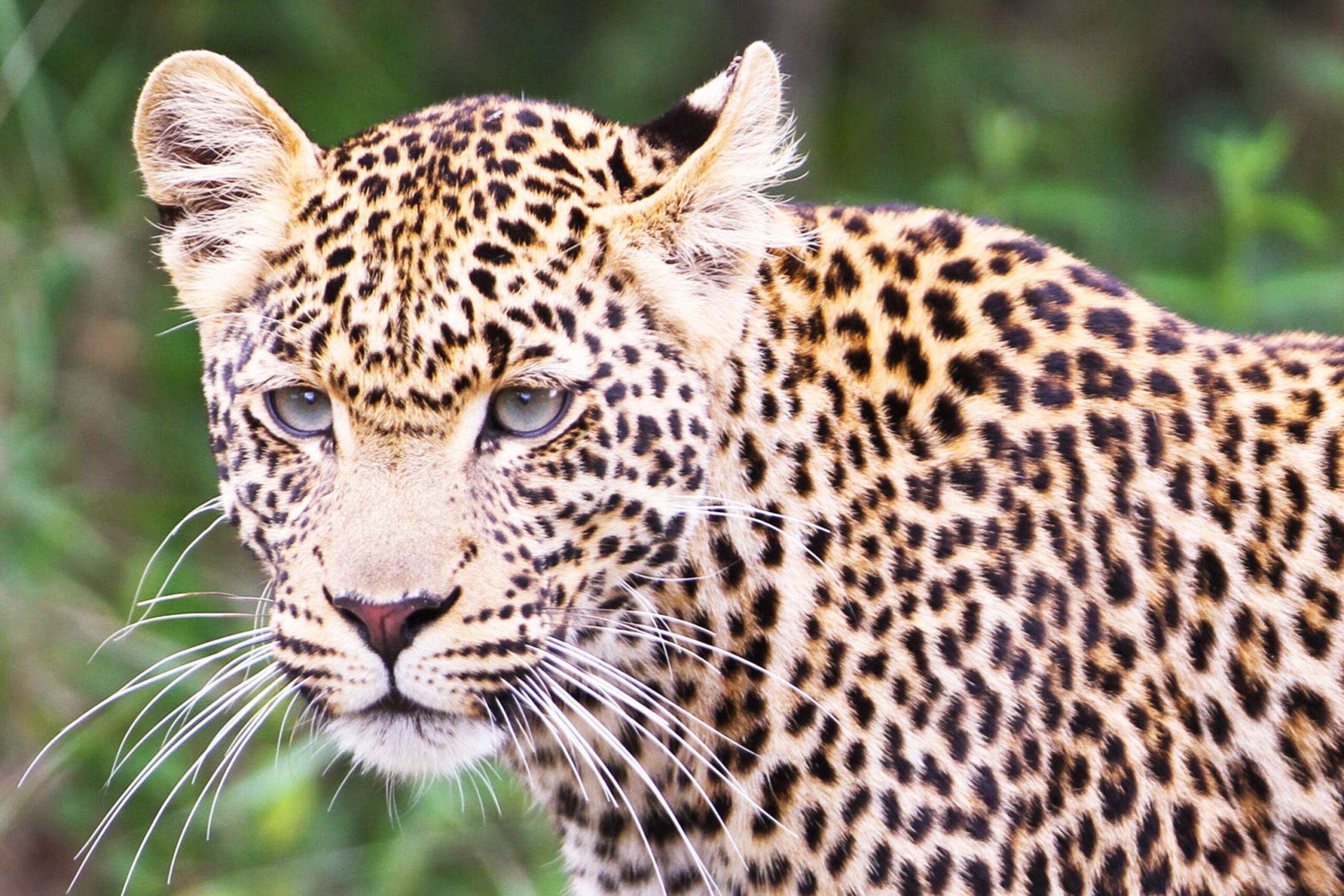 Junger Leopard im Ol Pejeta Conservancy