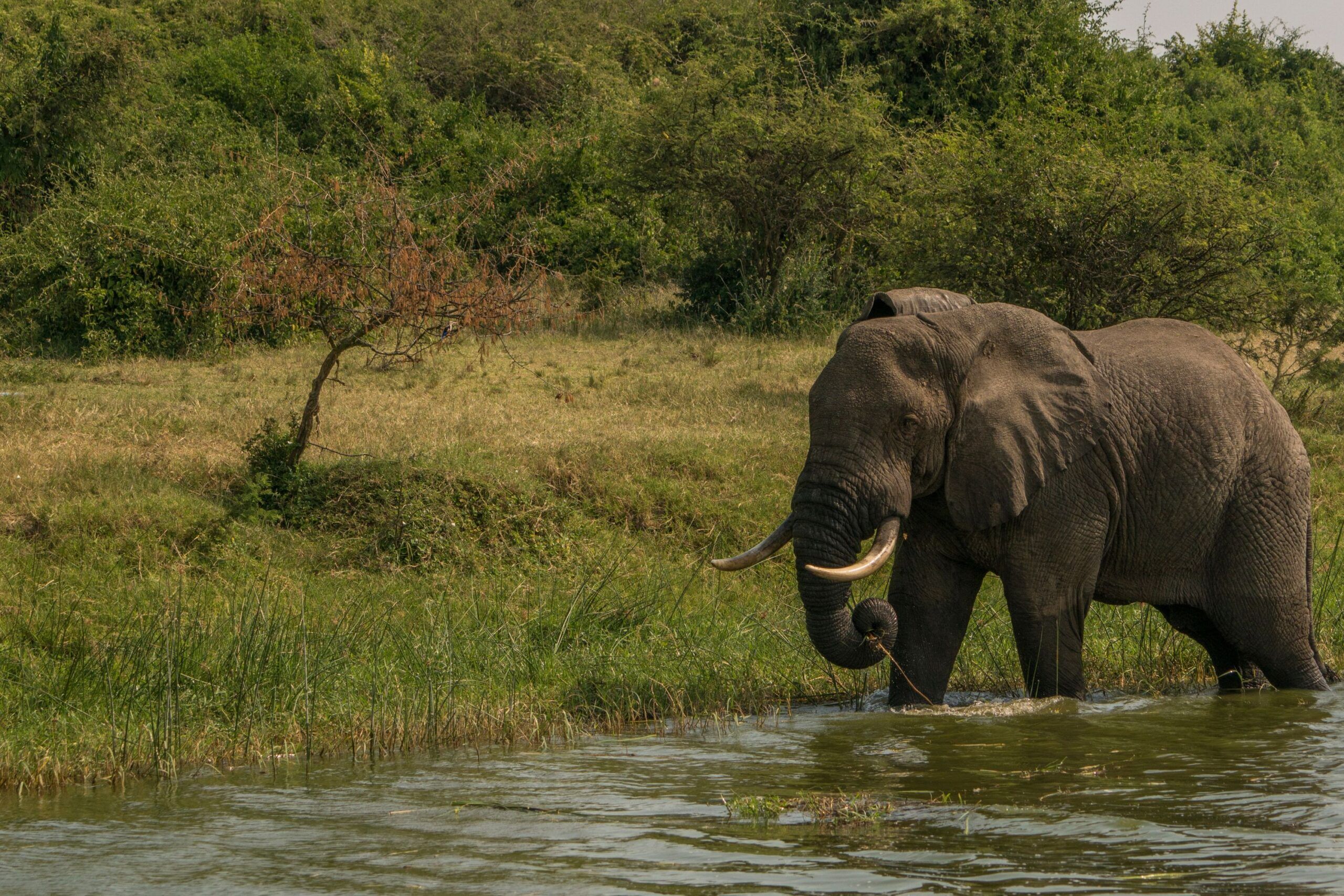 Elefant läuft im seichten Wasser neben Graslandschaft und Bäumen im Hintergrund