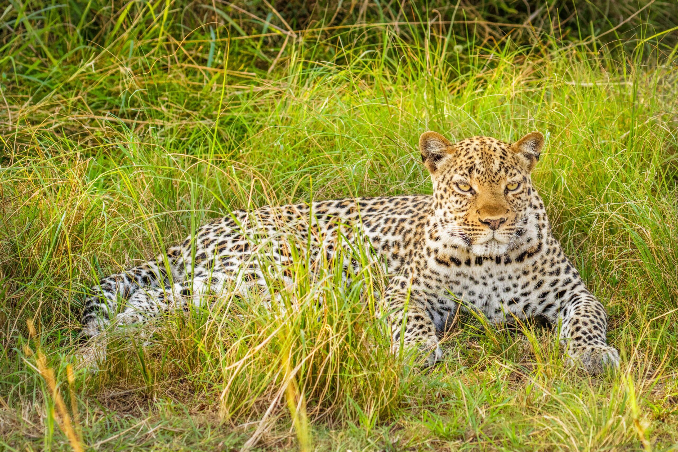 Leopard liegt im hohen Gras des Queen Elizabeth Nationalparks
