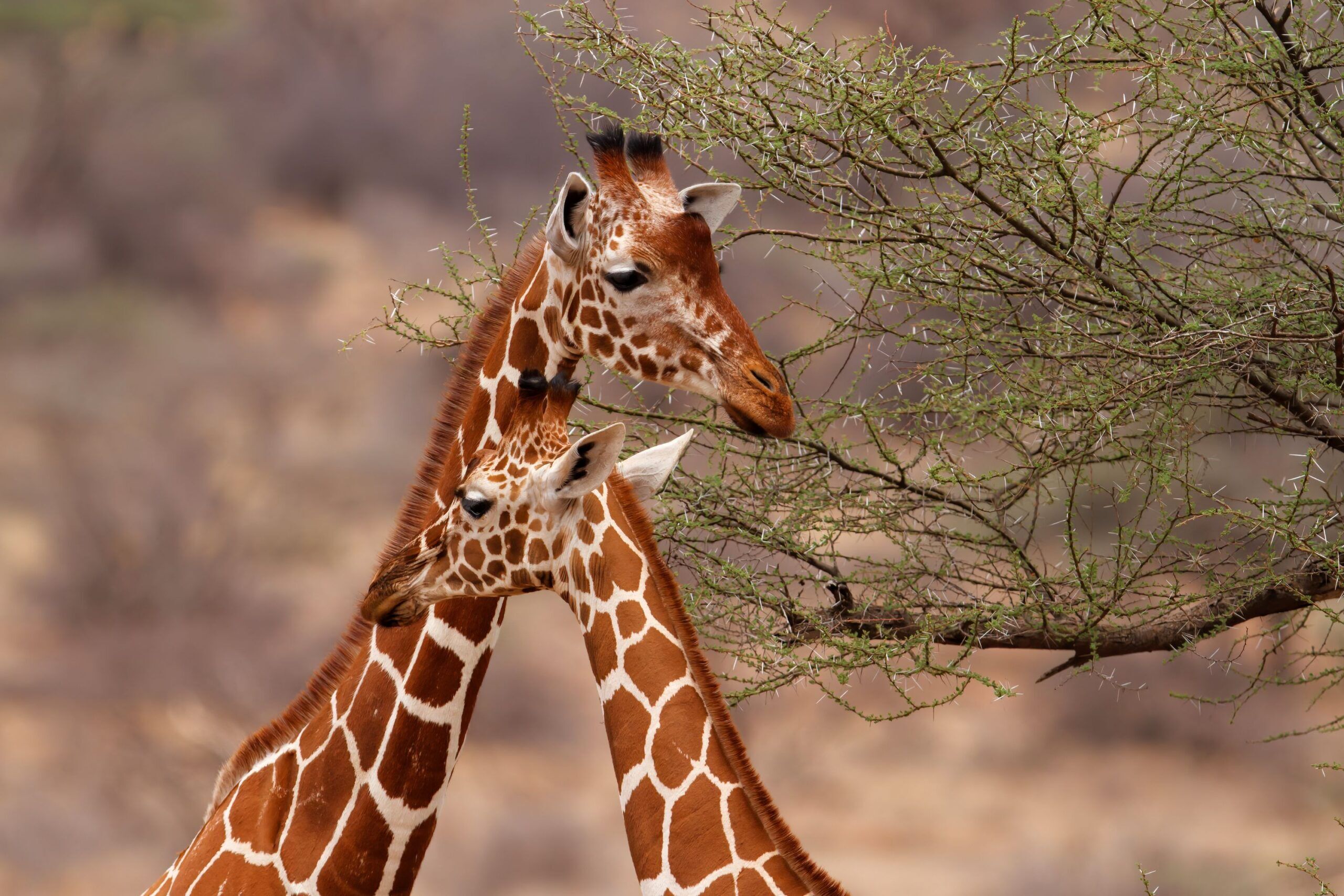 Zwei Netzgiraffen gegenüber