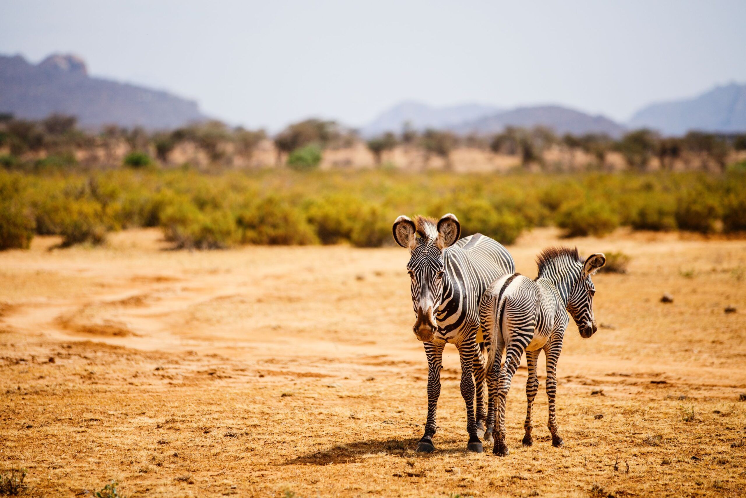 Zwei Grevyzebras stehen in der Savanne mit Büschen im Hintergrund, Samburu Nationalreservat