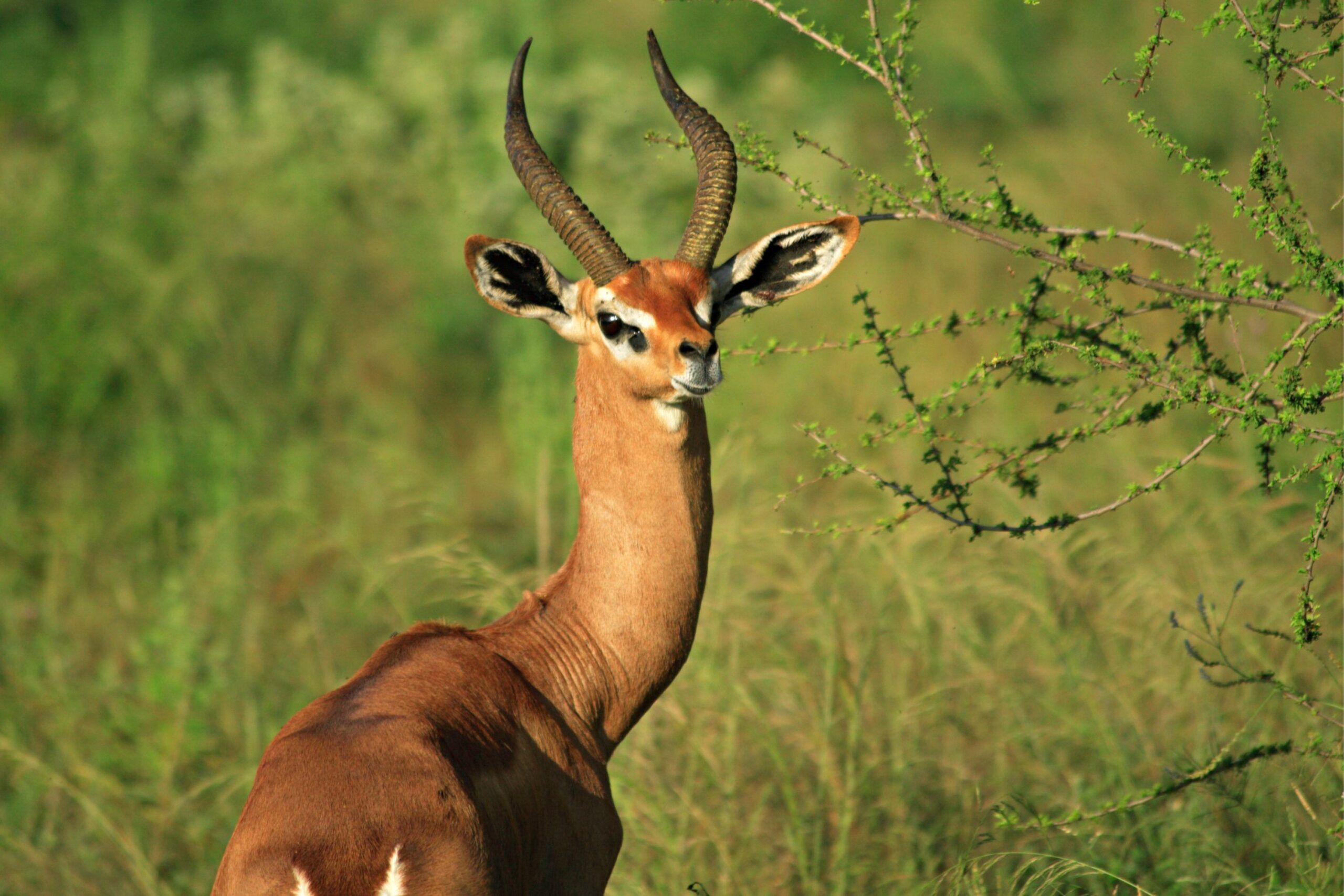 Gerenuk blickt nach hinten und steht in grünem Gras