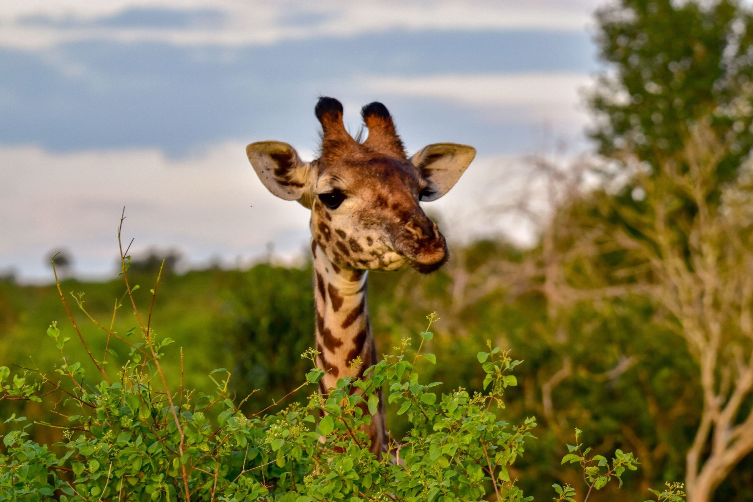 Giraffe streckt ihren Kopf durch Blätter von Bäumen, Tsavo West Nationalpark