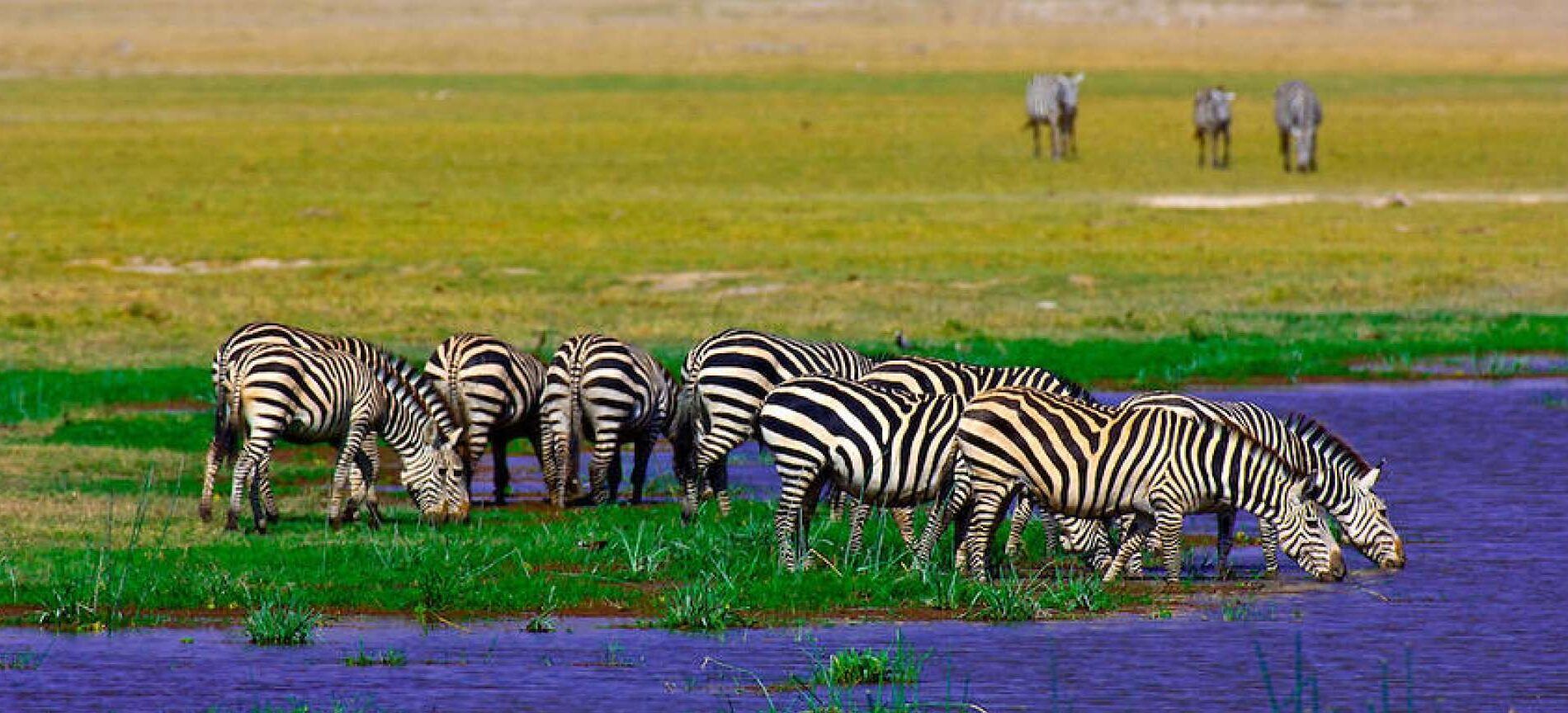 Zebras stehen auf einer grünen Wiese und trinken aus einem See