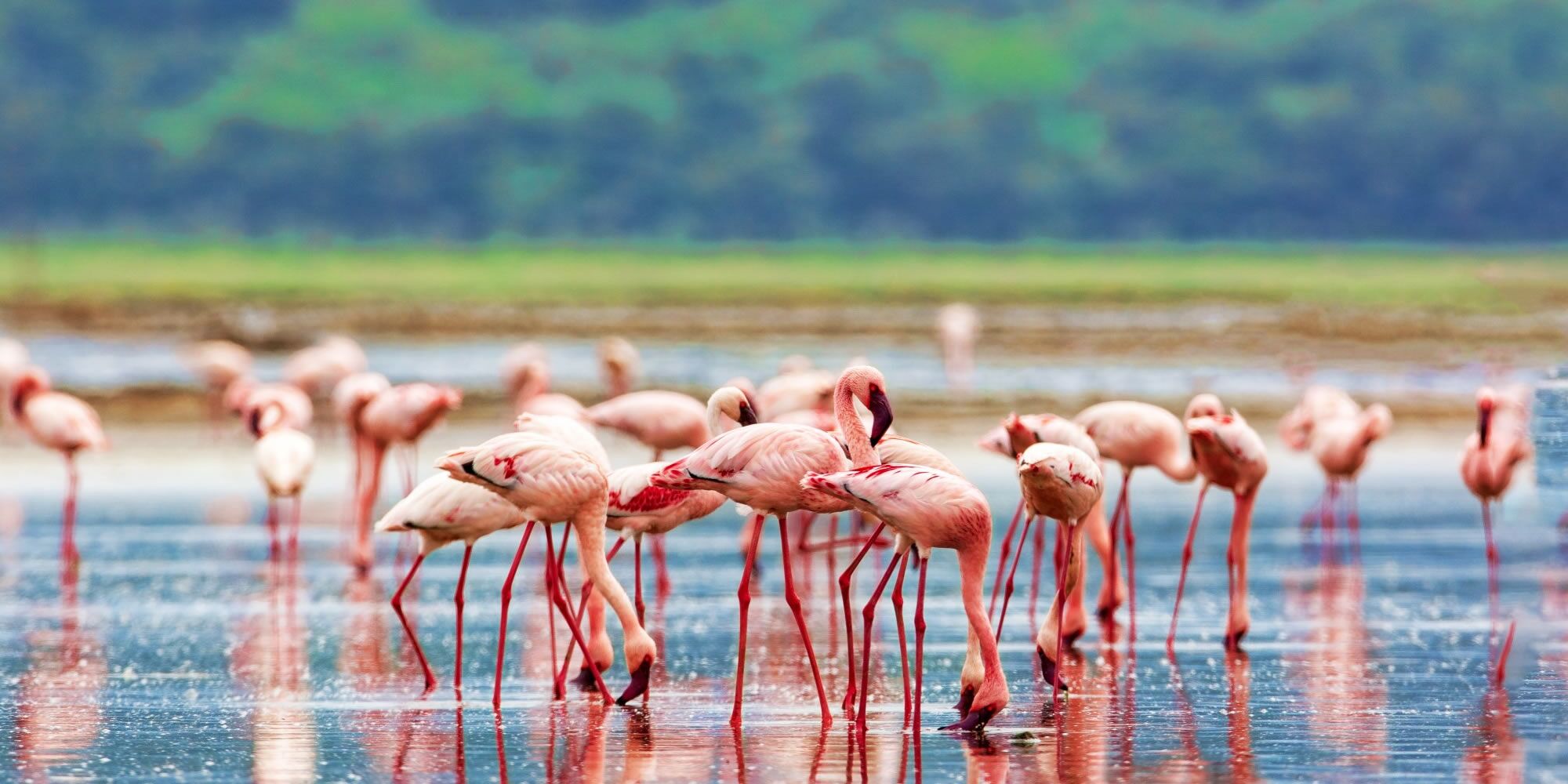 Mehrere Flamingos laufen und trinken im seichten Wasser des Lake Naivasha