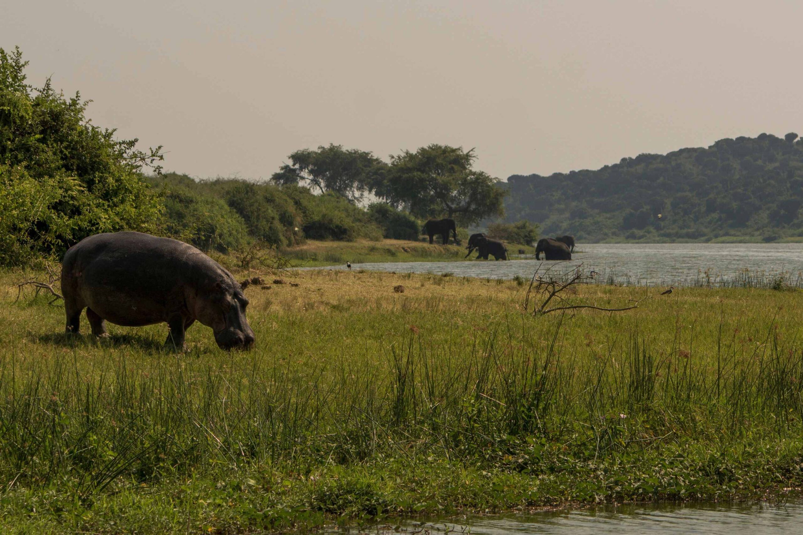 Flusspferd grast auf grüner Wiese, Elefanten im Hintergrund im Wasser, Queen Elizabeth Nationalpark
