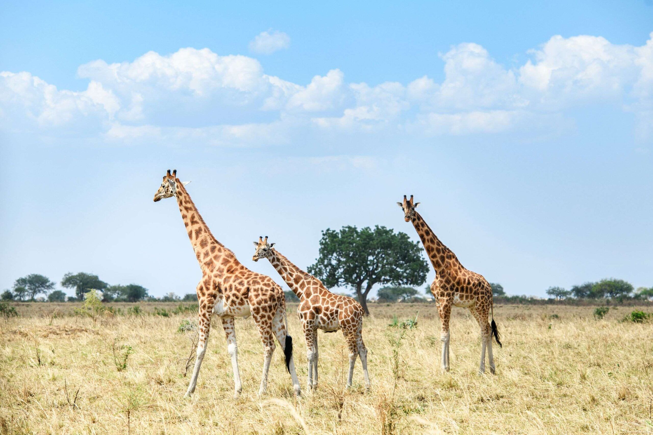 Drei Giraffen streifen durch helles Gras, Kidepo Valley Nationalpark