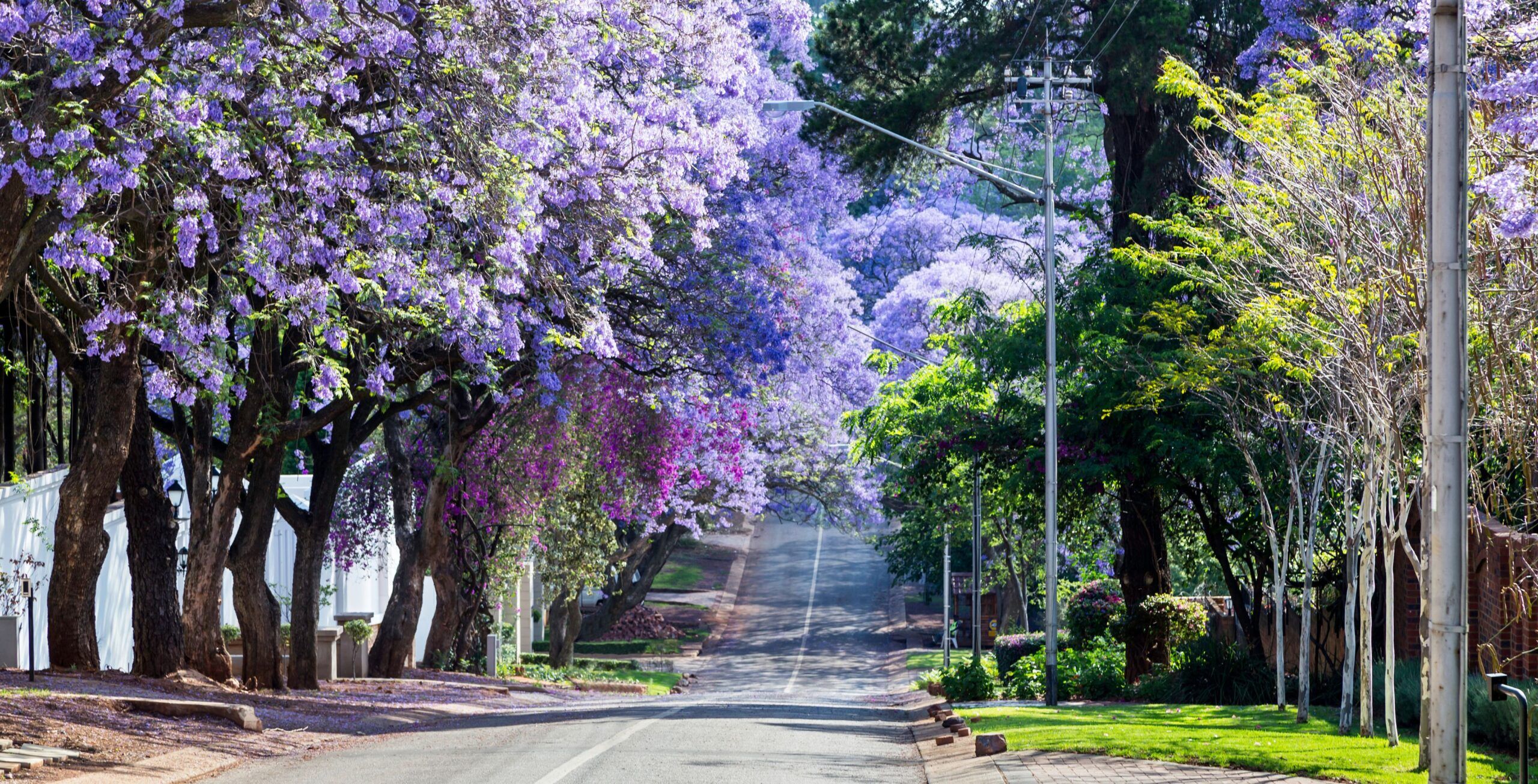 Jacaranda Bäume mit lila Blüten über einem Weg in Tshwane Pretoria