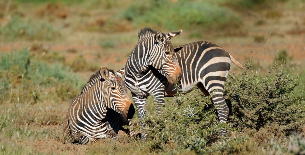 Zwei Kap-Bergzebras, eines davon liegt im grünen Gras, das andere steht