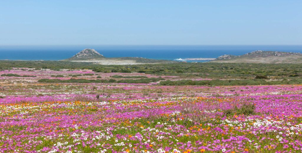 Rosafarbenes Blumenmeer im West Coast Nationalpark mit dem Ozean im Hintergrund