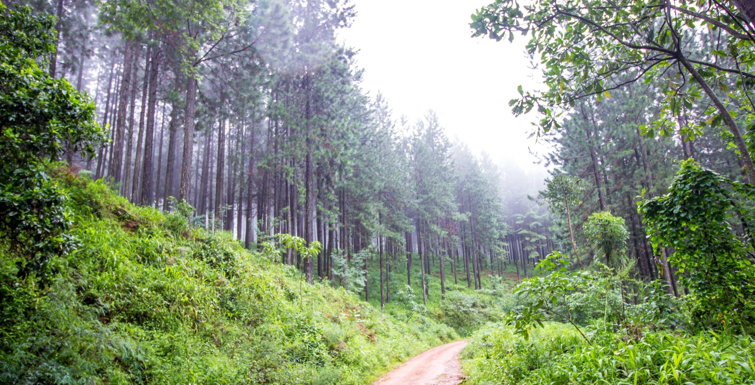 Fahrt von Waterberg nach Magoebaskloof