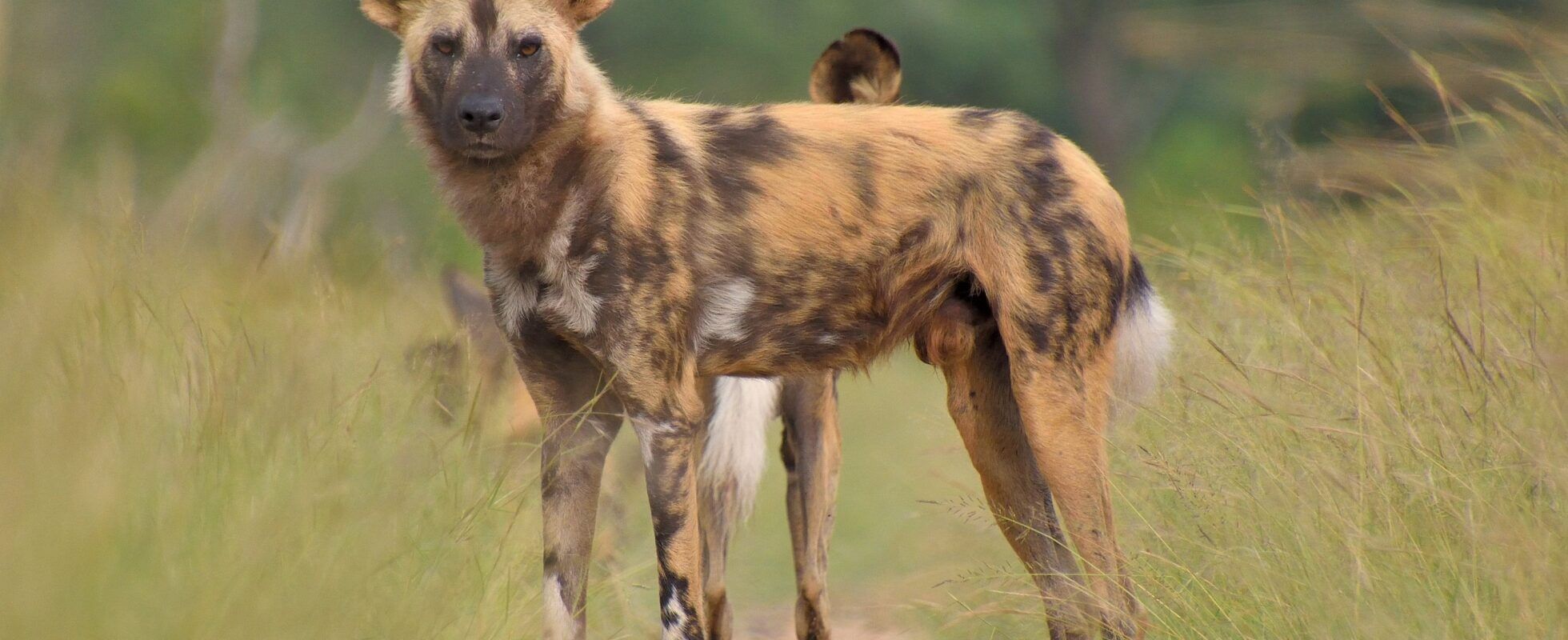 Afrikanischer Wildhund, Kenia