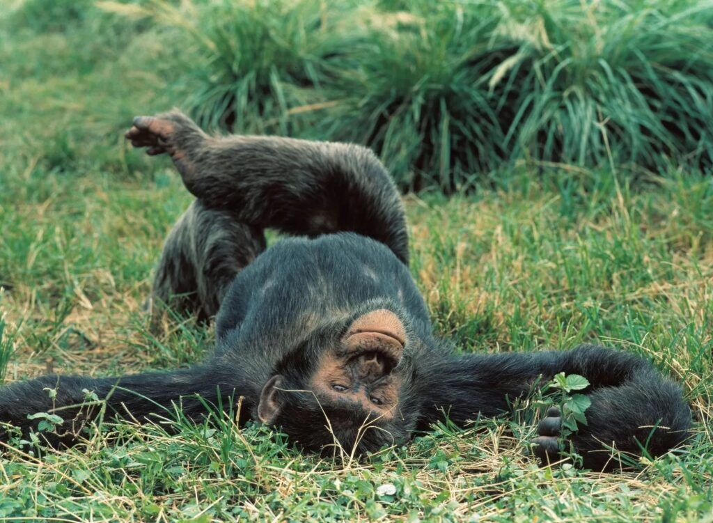 Ein Schimpanse wälzt sich im Gras und liegt auf dem Rücken