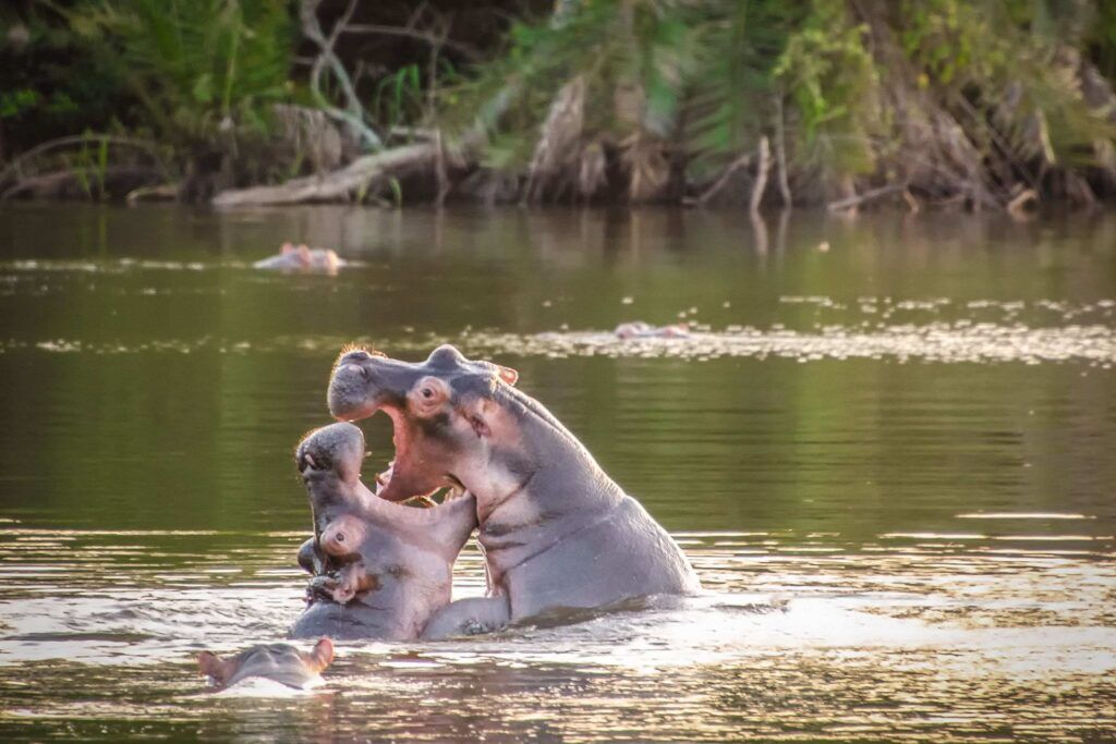 Zwei Flusspferde kämpfen mit im Wasser gegeneinander