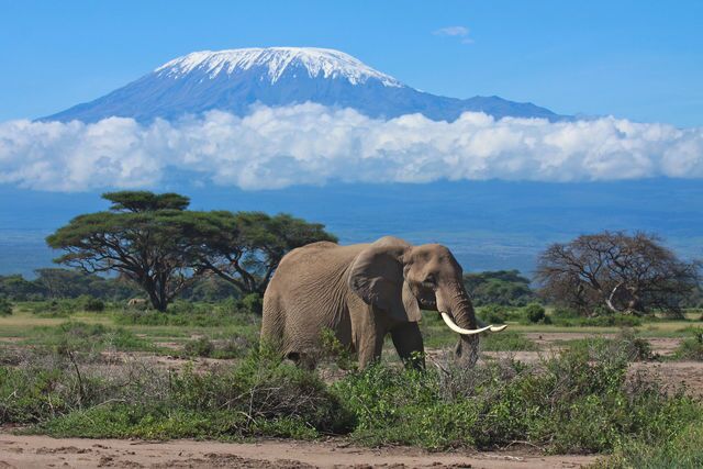 Elefant vor Kilimadscharo in Kenia Masai Mara Nationalreservat