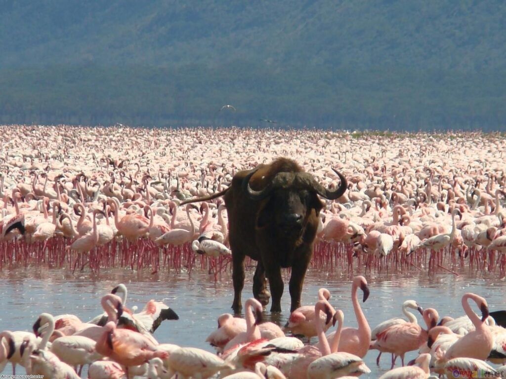 Lake Nakuru