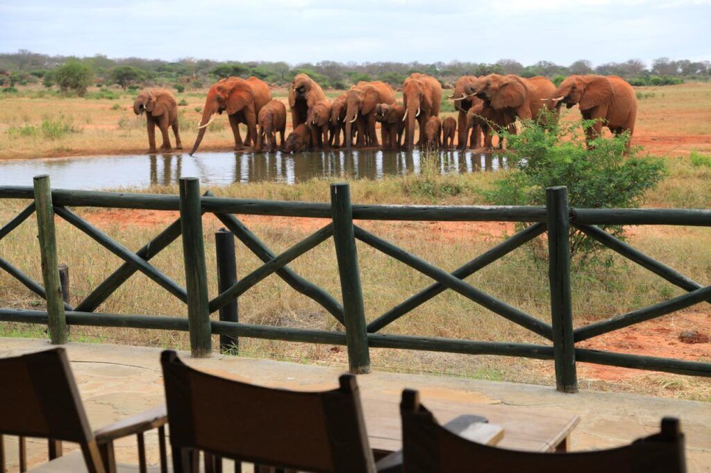 safari kenia kosten