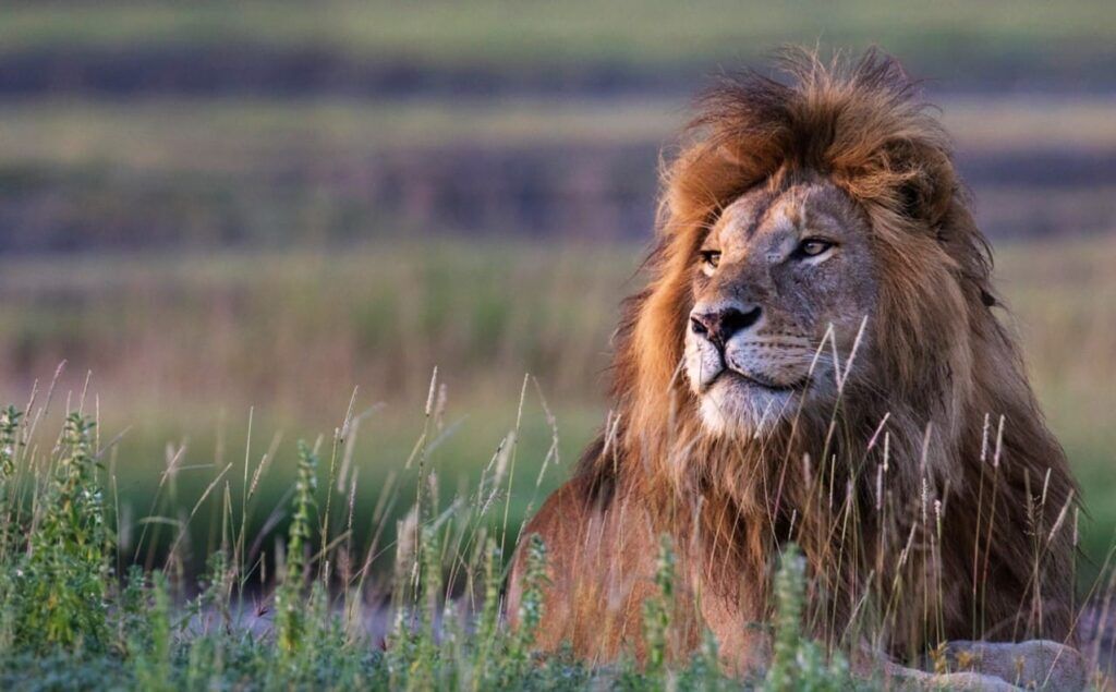 Löwe liegt während der Regenzeit im grünen Gras