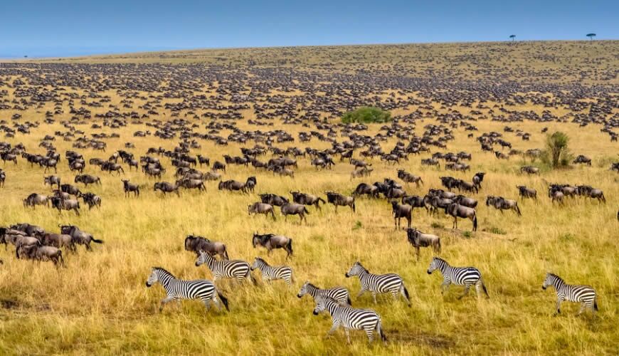 Unzählige Gnus und Zebras rennen durch die Masai Mara Große Tierwanderung