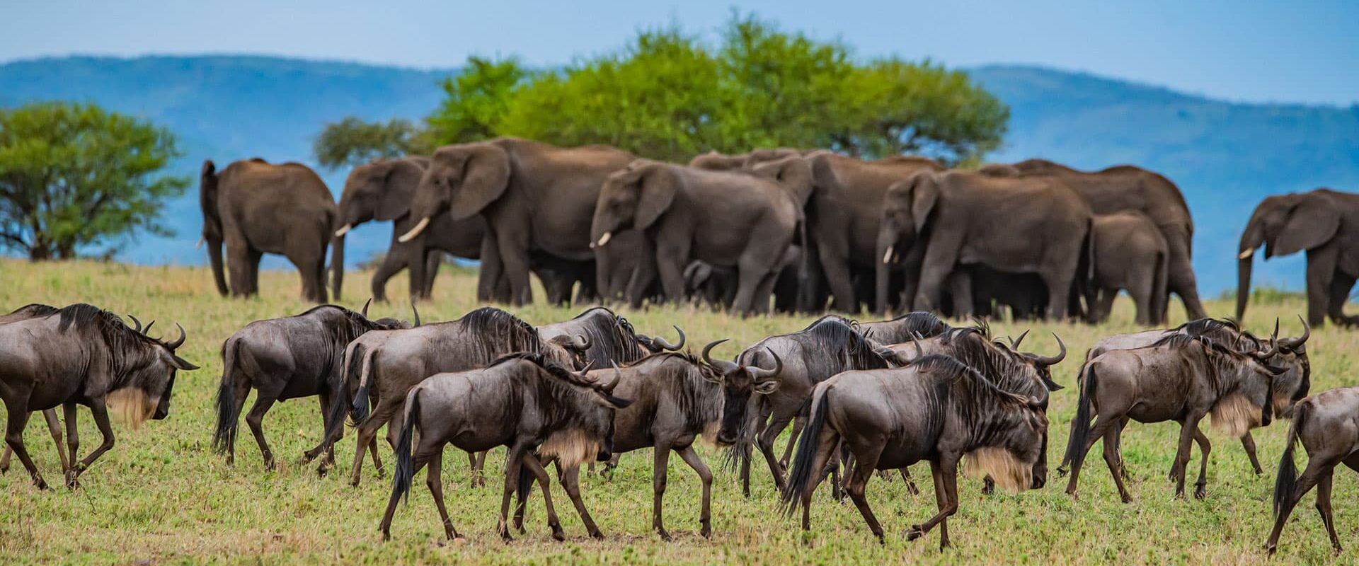 Elefanten und Gnus in Afrika