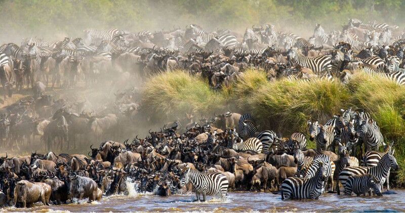 Die Große Tierwanderung in der Masai Mara