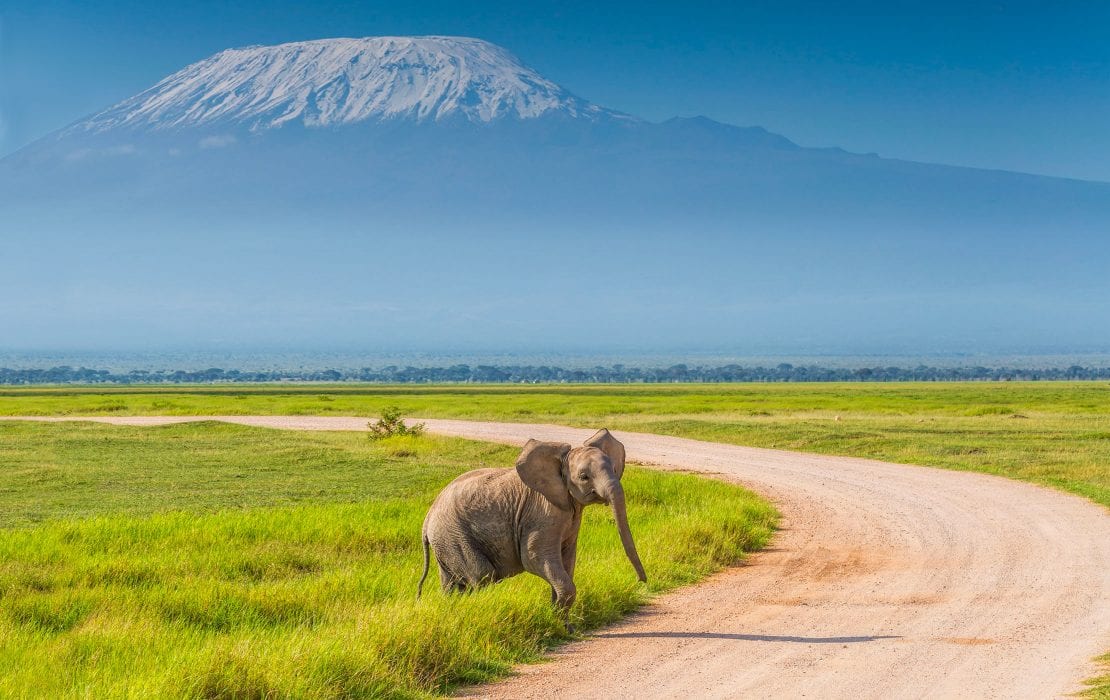 Junter Elefant in grünem Gras neben einem Weg mit Kilimandscharo im Hintergrund