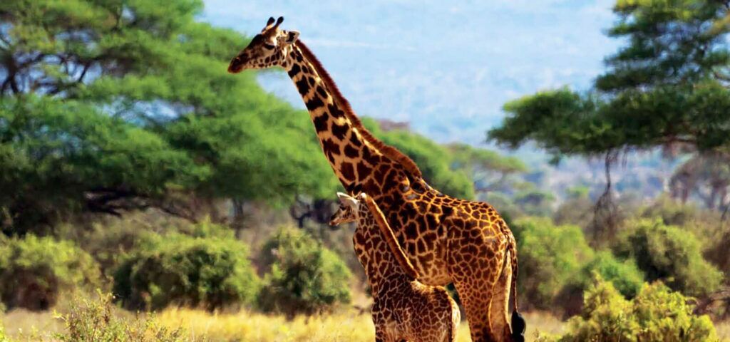 Giraffenmutter und Giraffenjunges in hellem Gras vor grünen Bäumen und Bergen, Amboseli Nationalpark