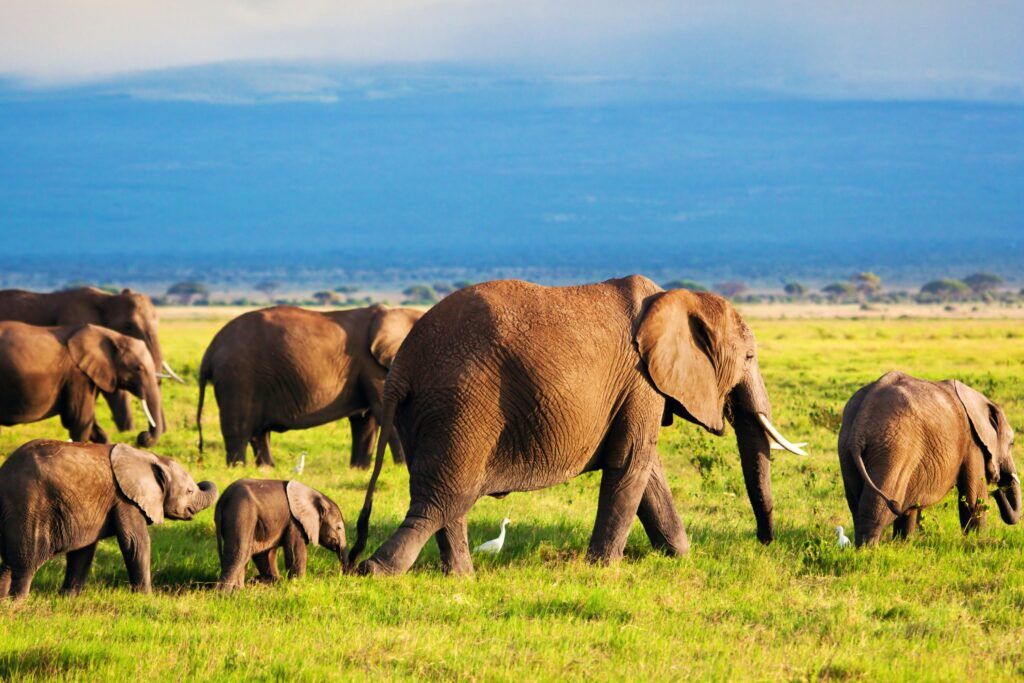 Elefantenherde mit Elefantenbaby streift durch das Gras mit Berg im Hintergrund, Amboseli Nationalpark