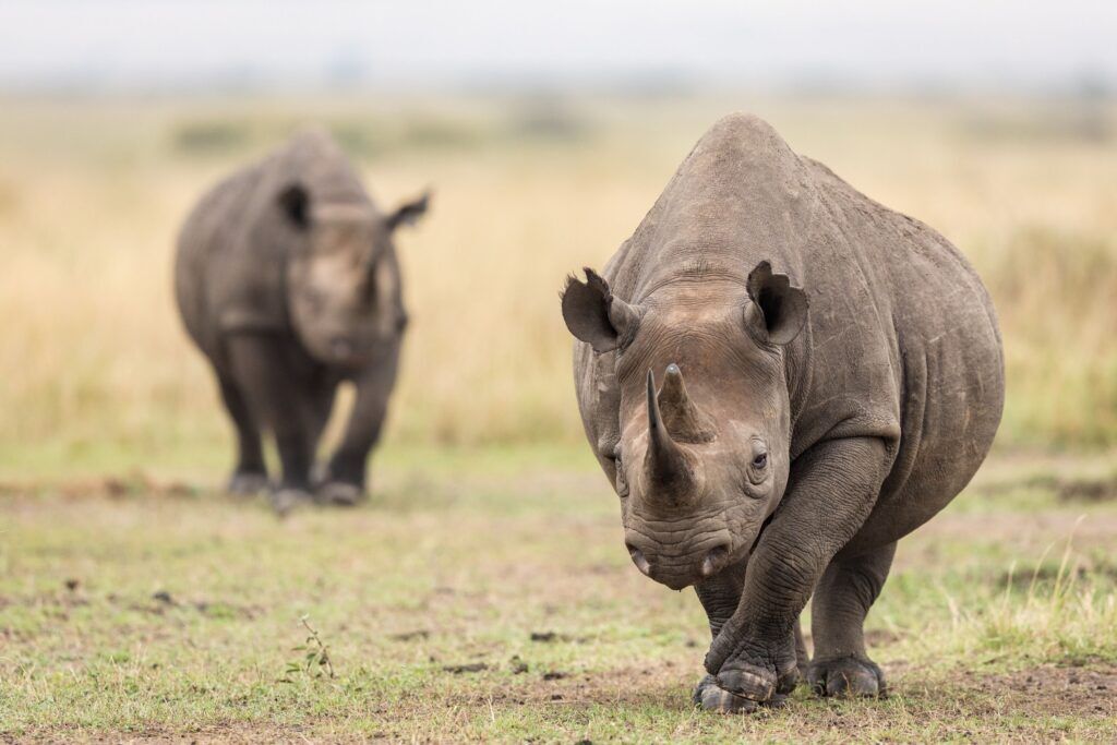 Nashörner im Ziwa Rhinos Sanctuary in Uganda