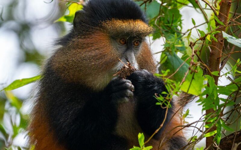 Goldmeerkatzen im Mgahinga Gorilla Nationalpark in Uganda