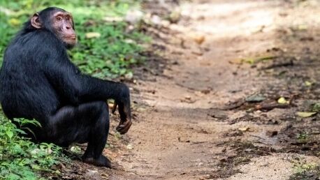 Schimpanse im Kibale Nationalpark in Uganda