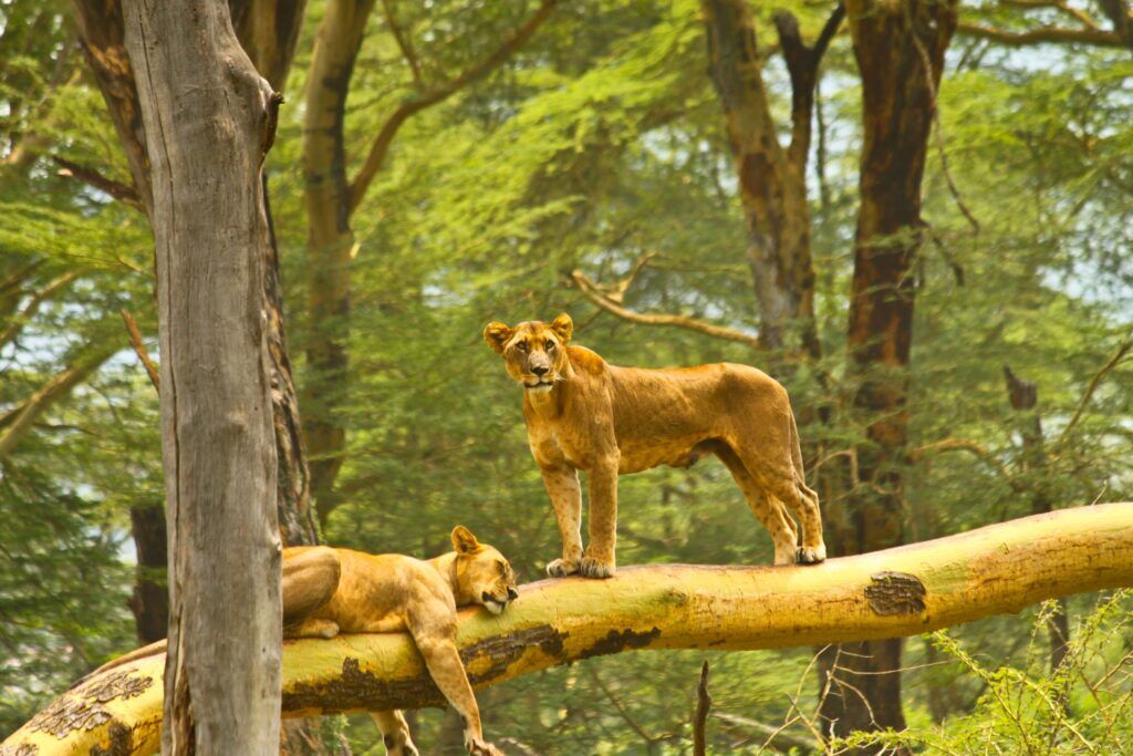 Baumkletternde Löwen im Queen Elizabeth Nationalpark in Uganda