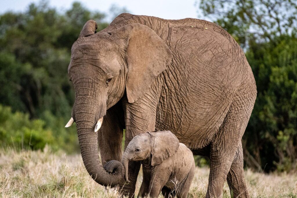 Elefanten im Murchison Falls Nationalpark in Uganda