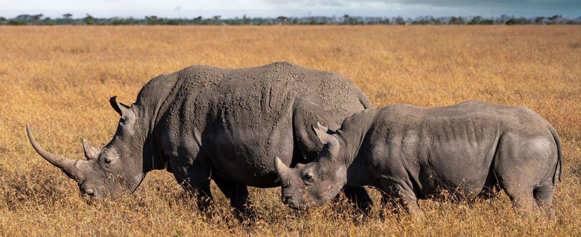 Zwei Spitzmaulnashörner im hellen Gras des Ol Pejeta Conservancy