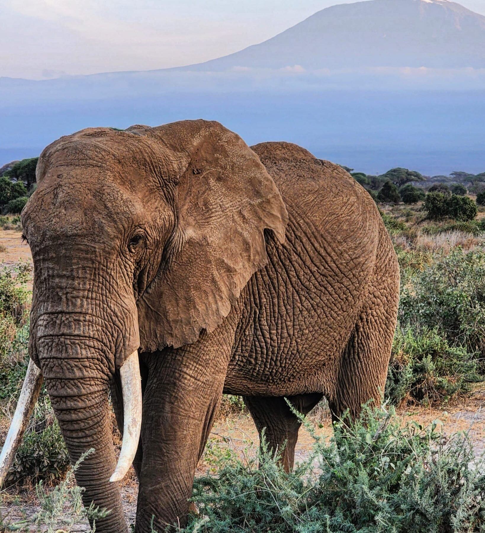 Elefant in Kenia