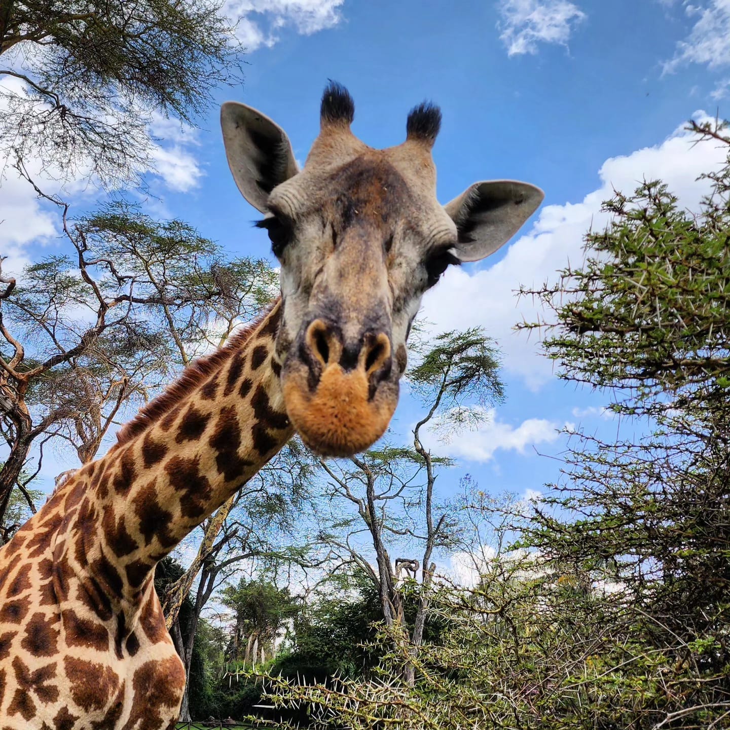 Giraffe in Kenia