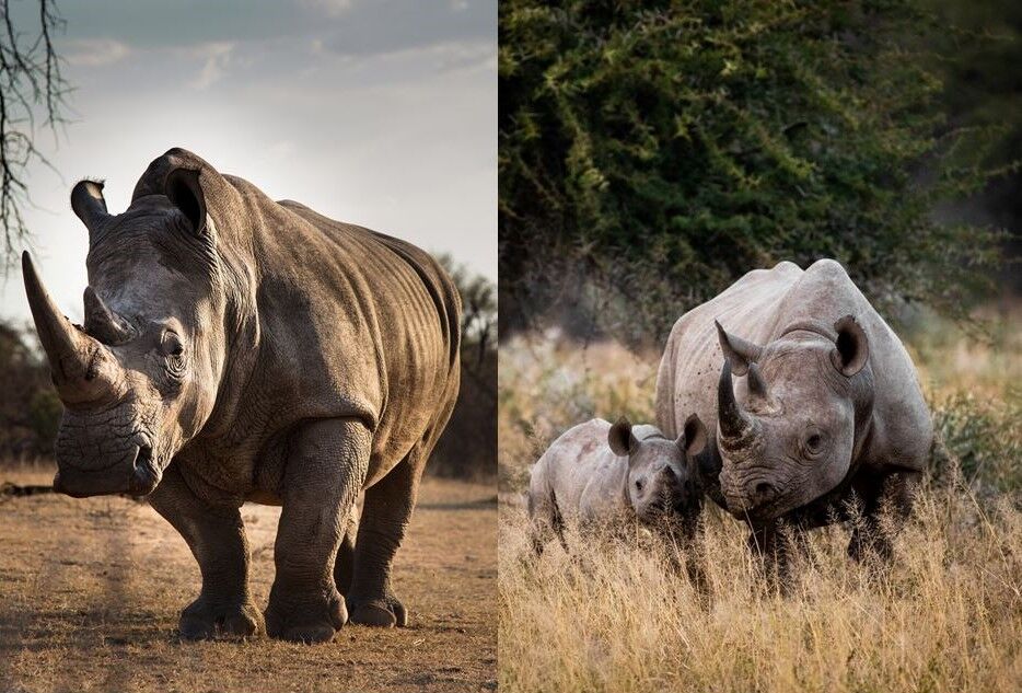 Unterschied Breit- und Spitzmaulnashorn