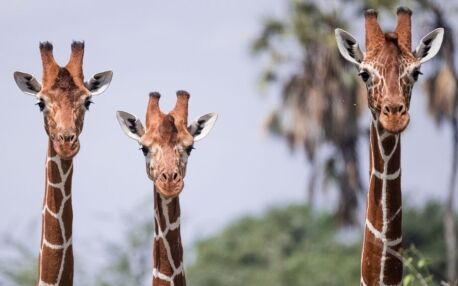 Drei Giraffen nebeneinander im Samburu Nationalreservat