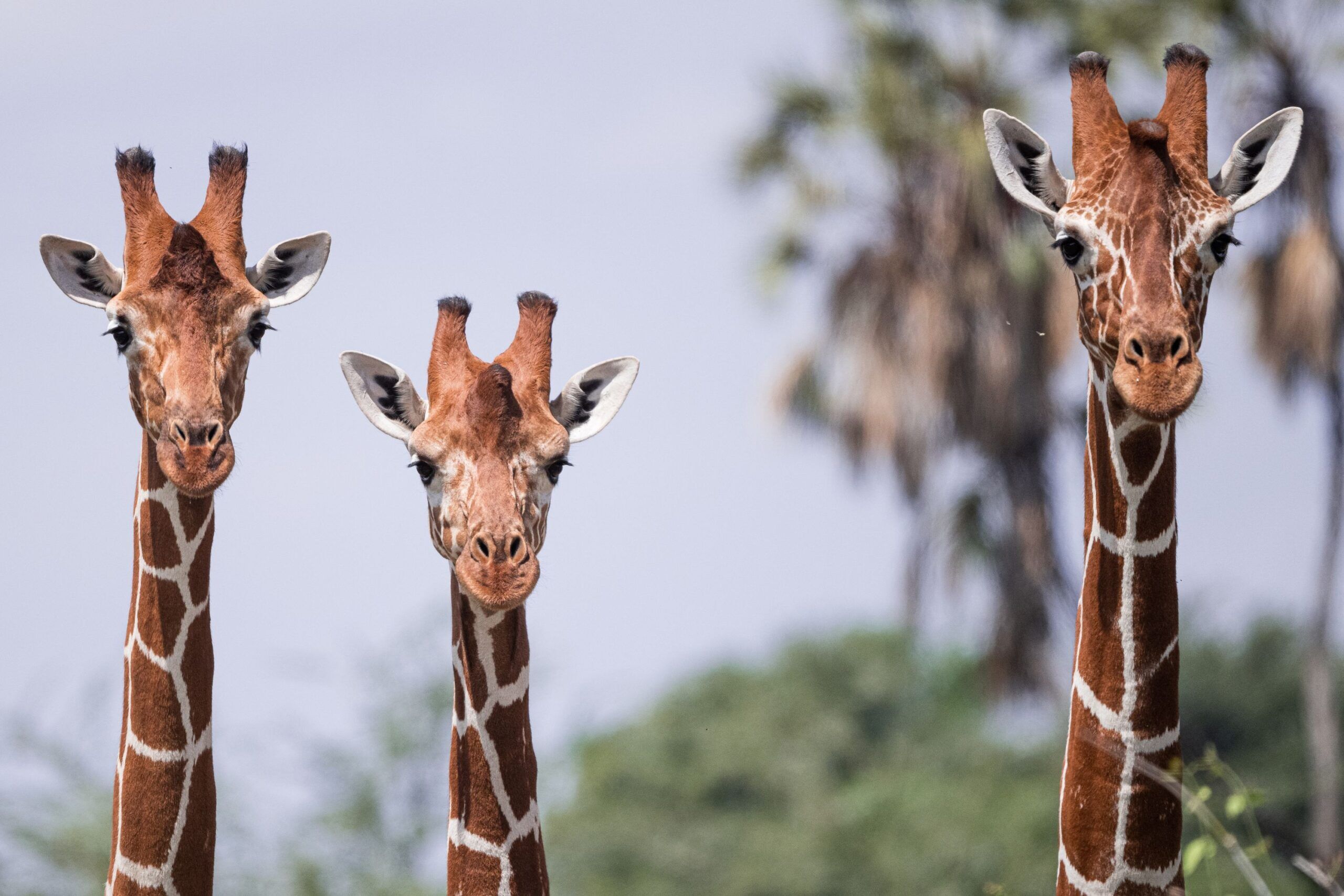 Giraffen im Samburu Nationalreservat