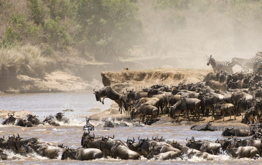 the great migration, river crossing of wildlife