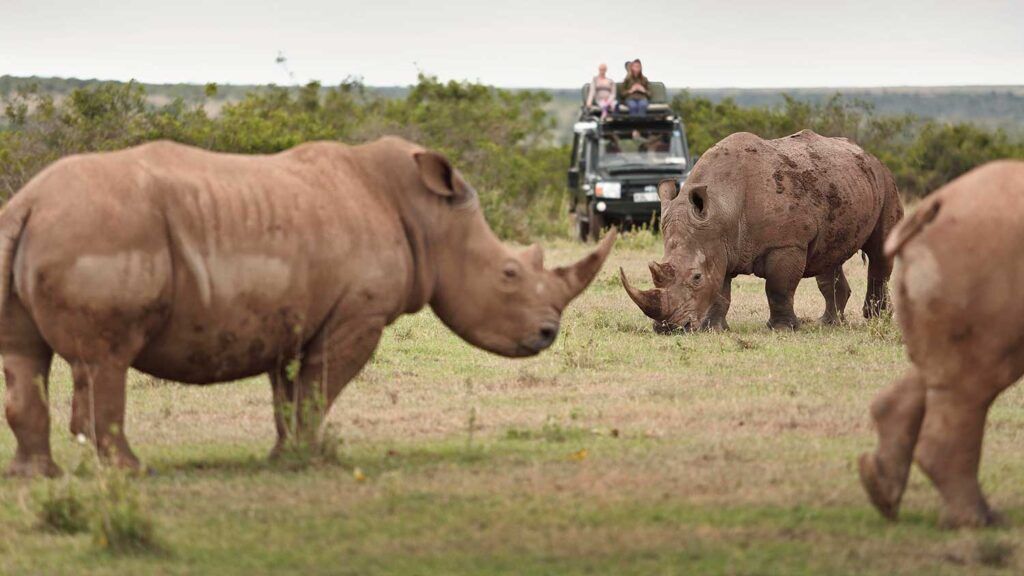 Nashörner im Solio Game Reserve, Kenia