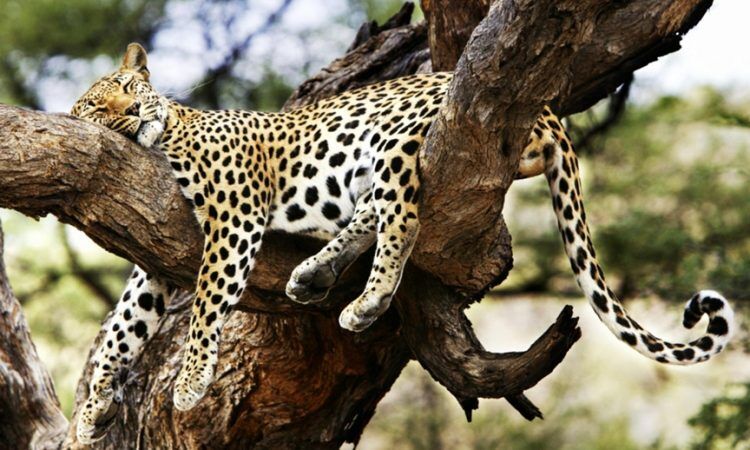 Leopard schläft in einem Baum, Tsavo West Nationalpark