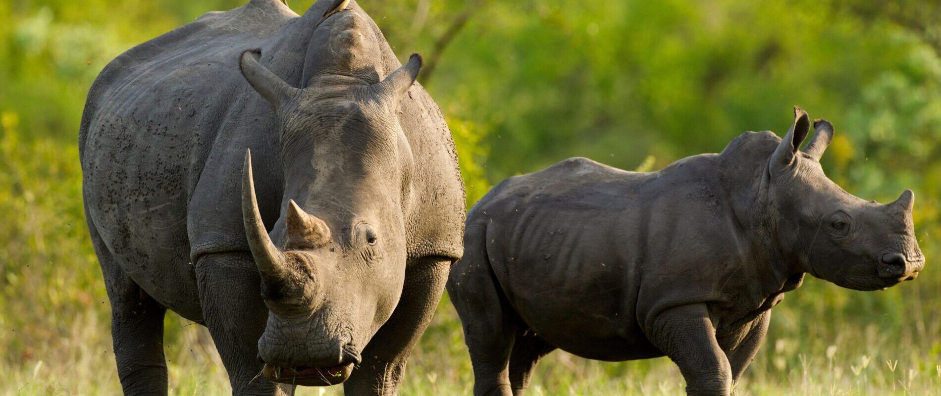 Breitmaulnashörner im Ziwa Sanctuary in Uganda