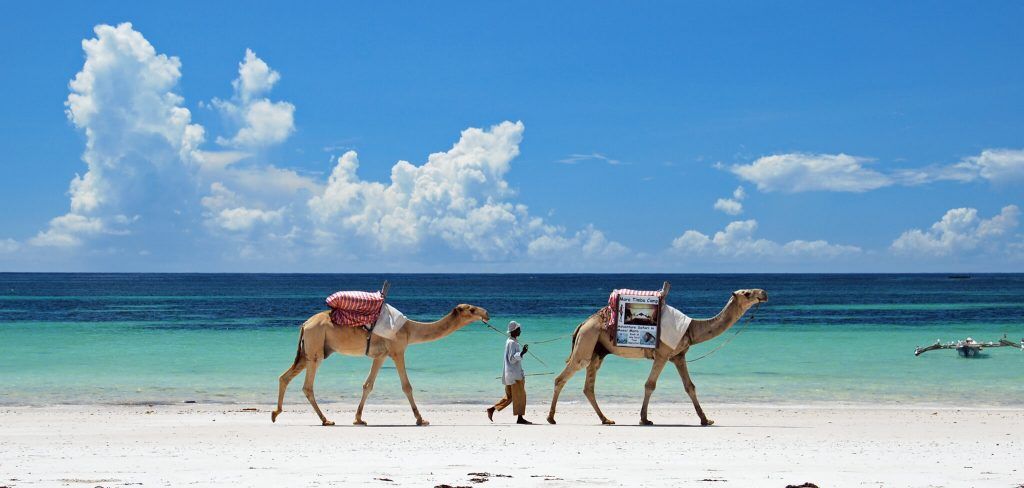 Kameltour in Diani Beach, Kenia