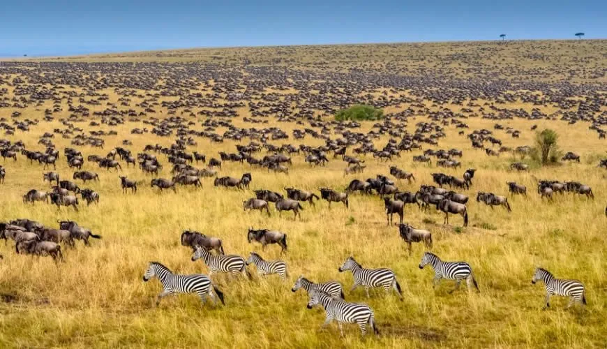 Afrika Reisen: Gnus und Zebras in der Masai Mara